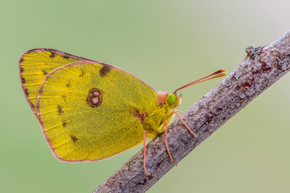 Colias hyale - kéneslepke