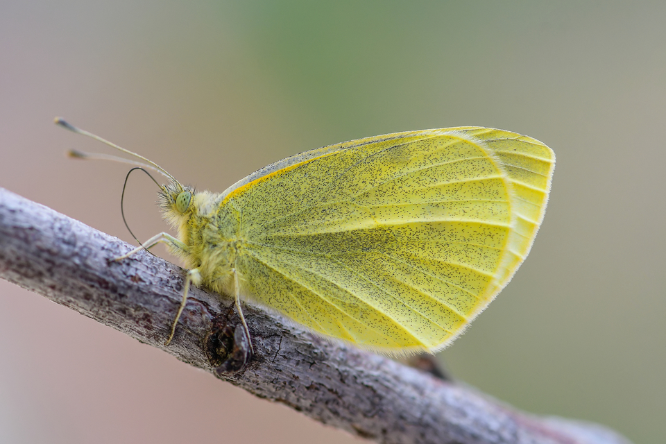 Pieris rapae - répalepke