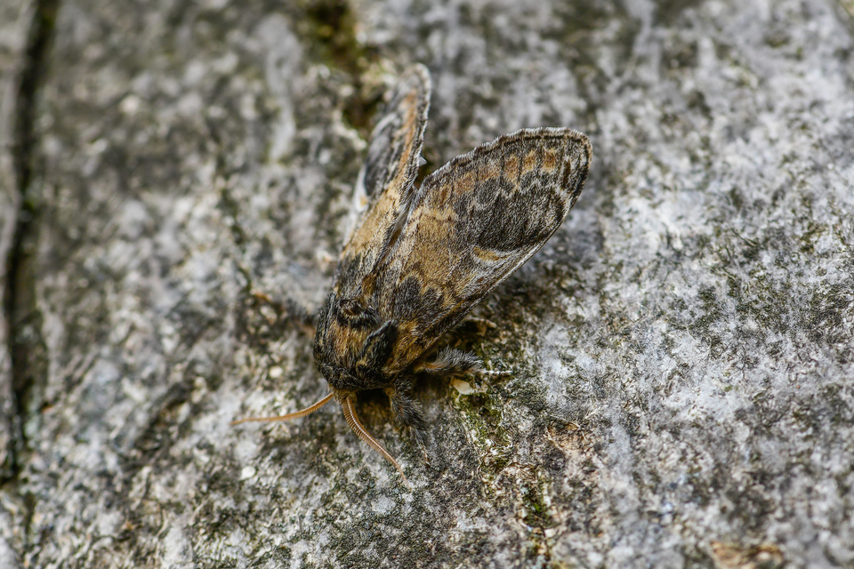 Notodonta tritophus - tarajos púposszövő