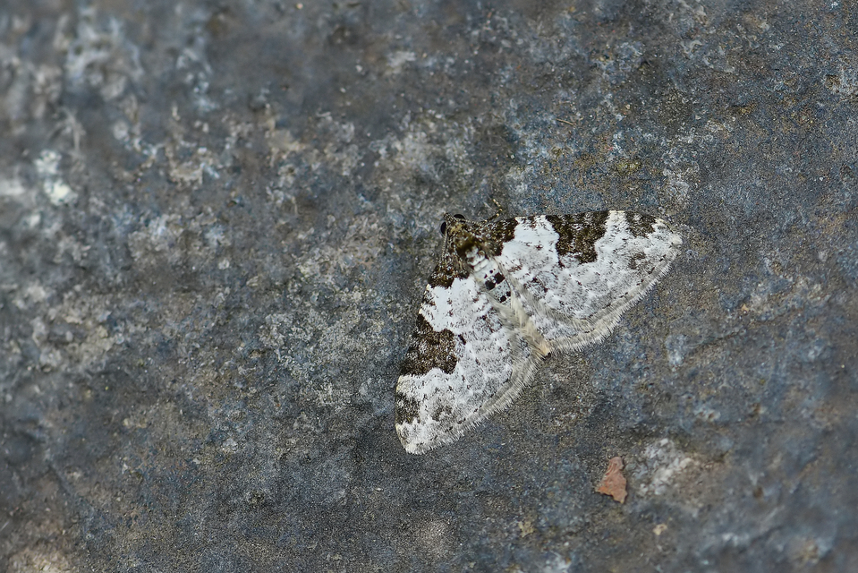Xanthorhoe fluctuata - közönséges tarkaaraszoló