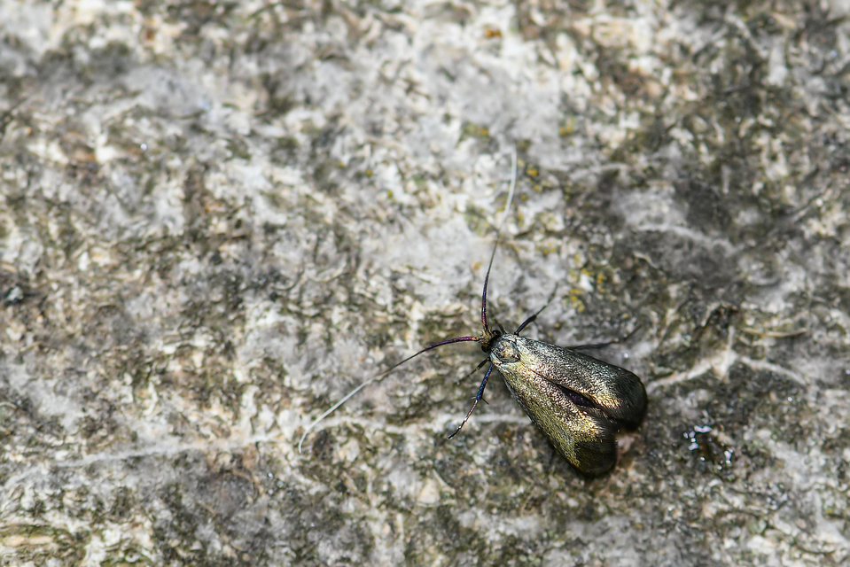 Adelidae - hosszúcsápú-tőrösmolyfélék