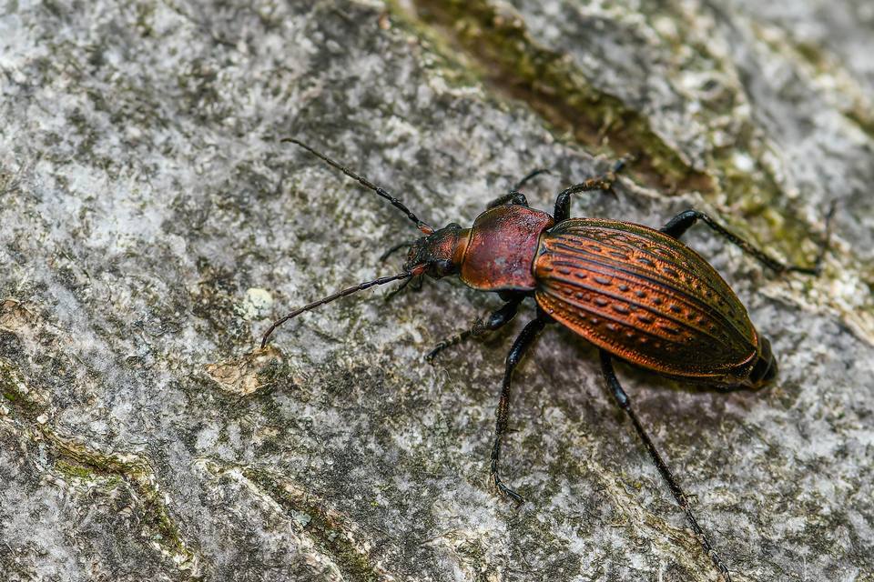 Carabus ulrichii - rezes futrinka