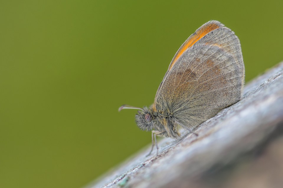 Coenonympha pamphilus - kis szénalepke