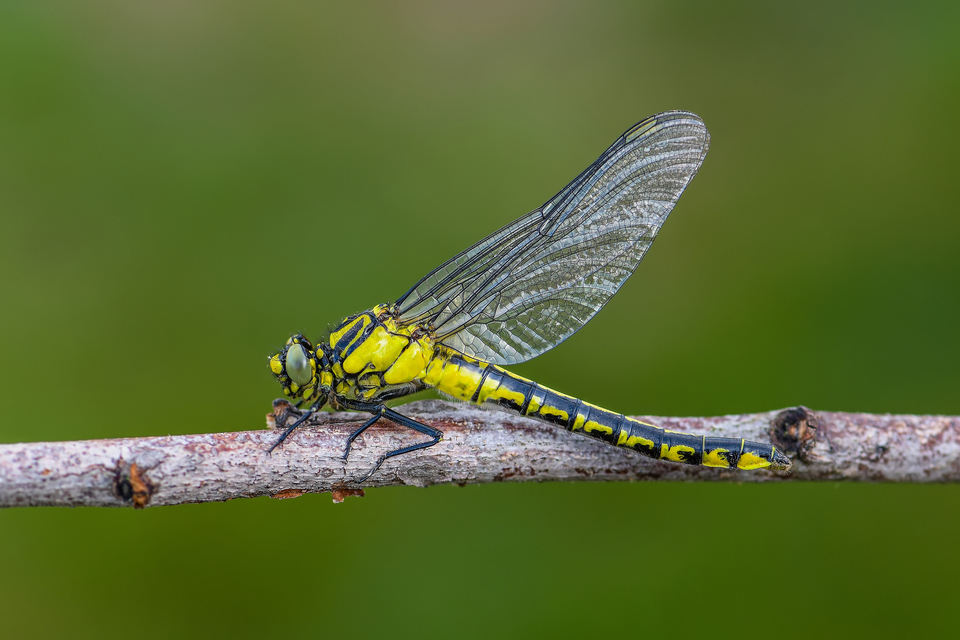 Gomphus vulgatissimus - feketelábú folyami-szitakötő