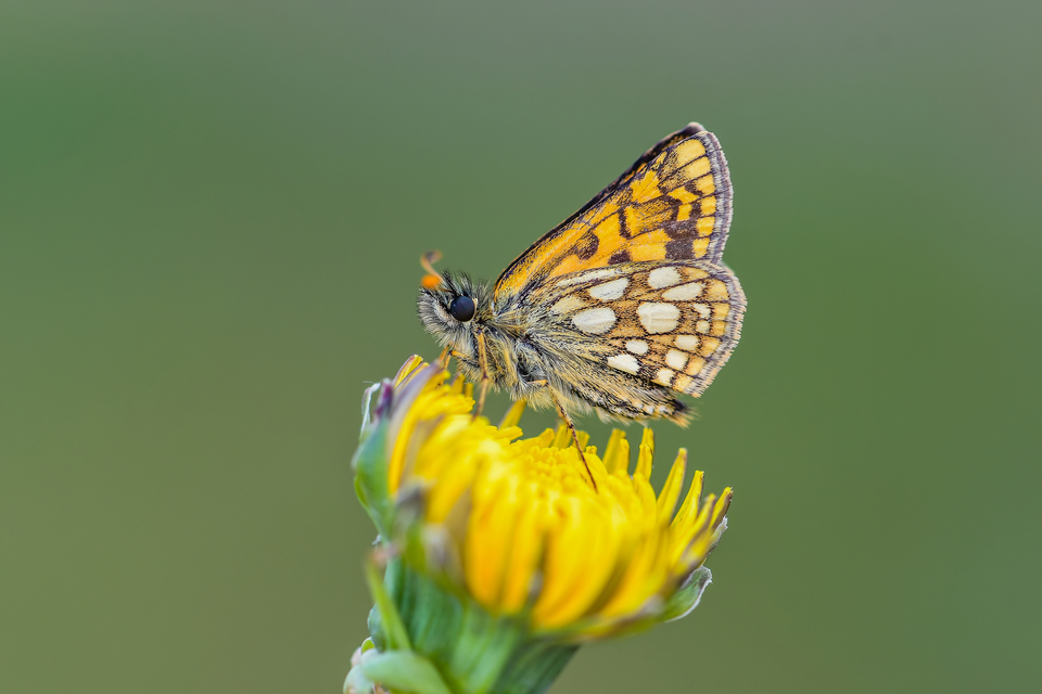 Carterocephalus palaemon - kockás busalepke