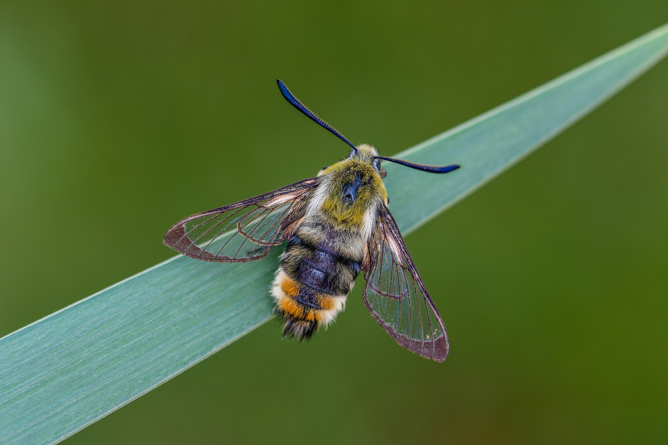 Hemaris tityus - pöszörszender