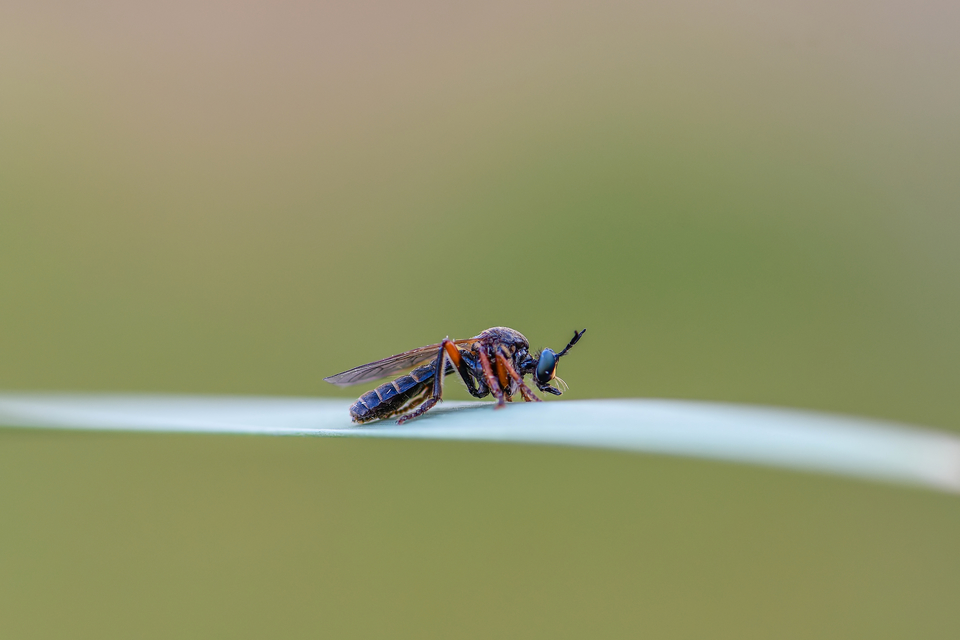 Dioctria