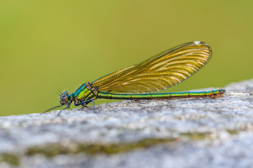Calopteryx splendens - sávos szitakötő