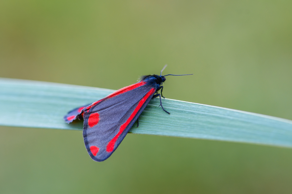 Tyria jacobaeae - jakabfű-medvelepke