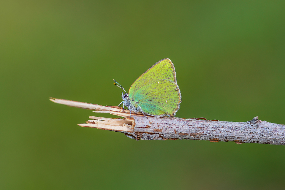 Callophrys rubi - zöldfonákú lepke