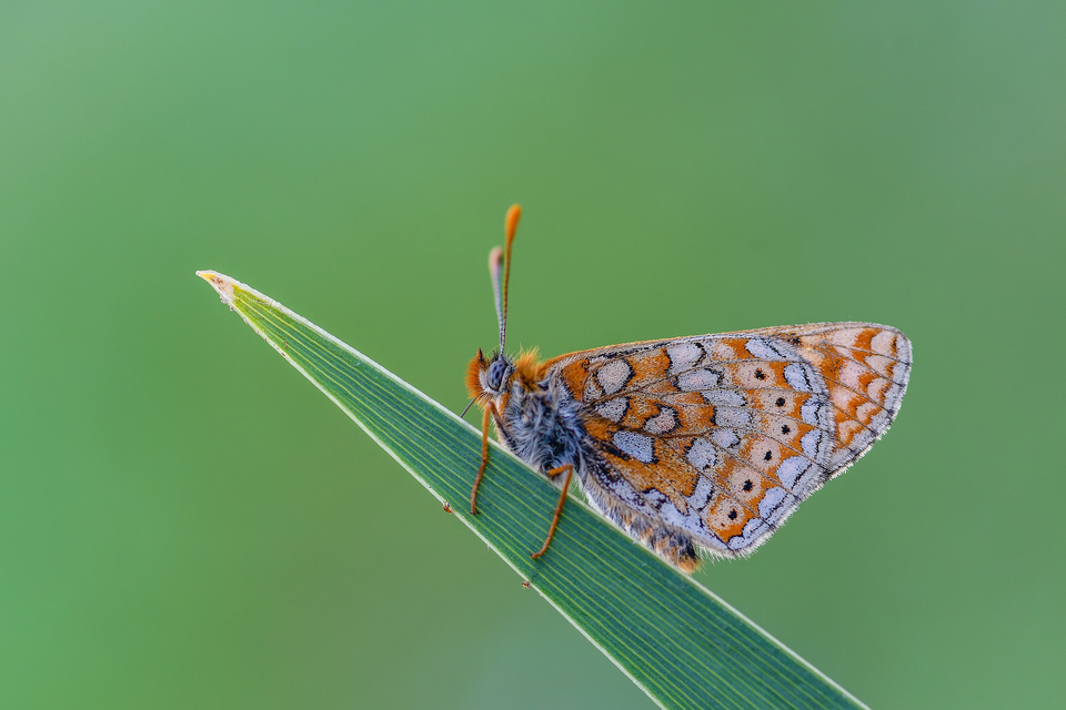 Euphydryas aurinia - lápi tarkalepke