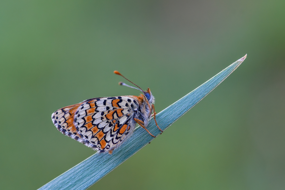 Melitaea cinxia - réti tarkalepke