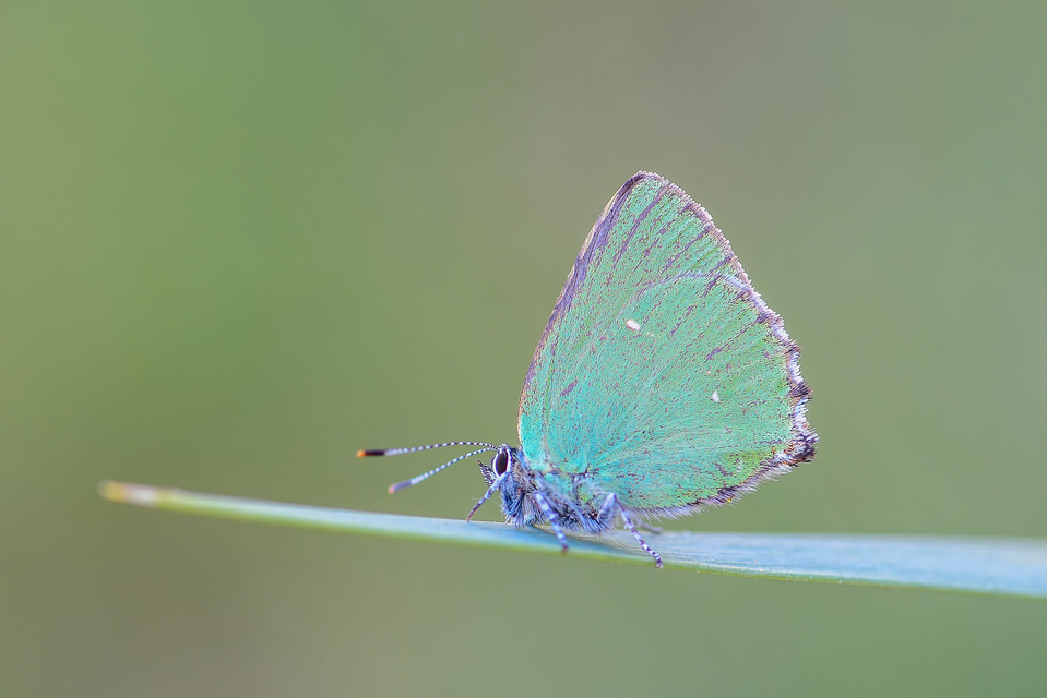 Callophrys rubi - zöldfonákú lepke