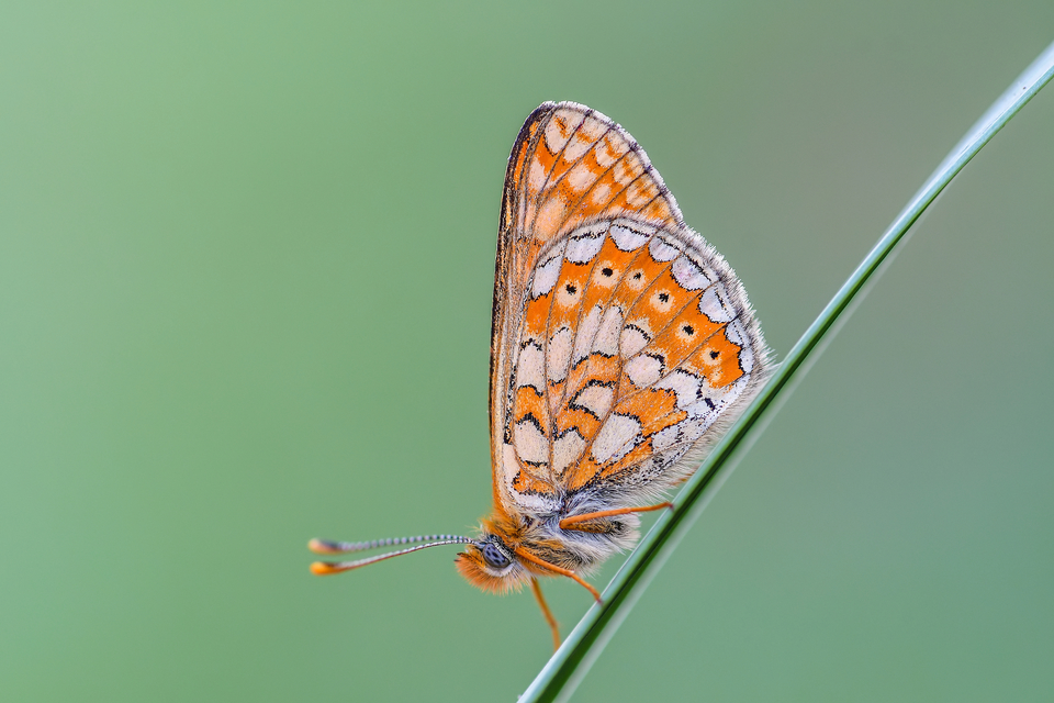 Euphydryas aurinia - lápi tarkalepke