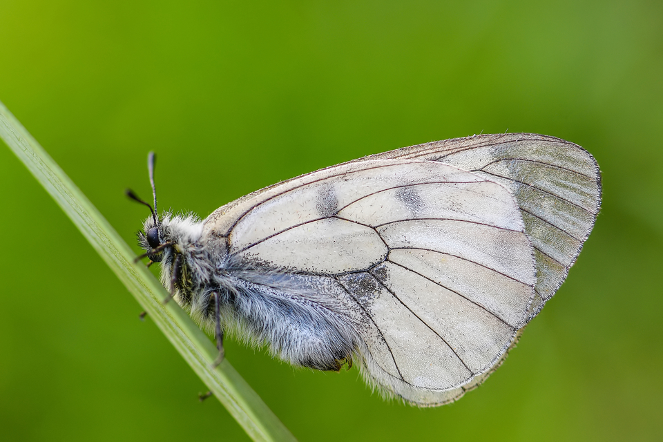 Parnassius mnemosyne - kis apollólepke