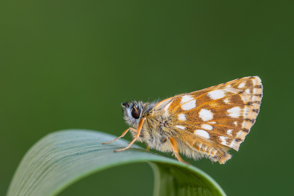 Spialia orbifer - törpe busalepke