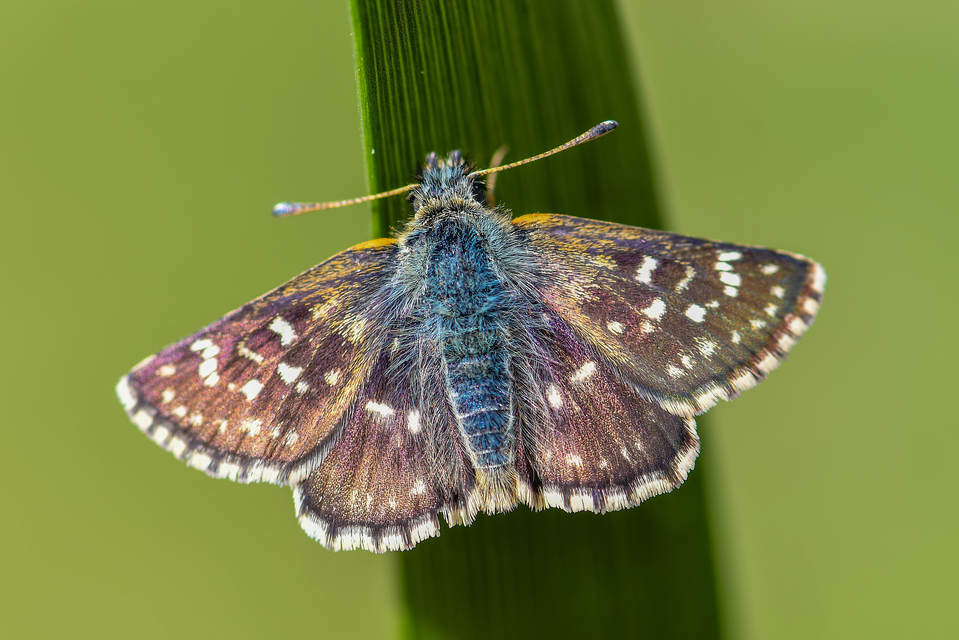 Spialia orbifer - törpe busalepke