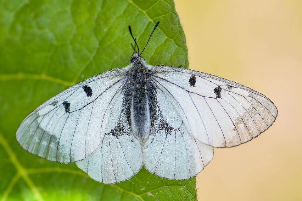 Parnassius mnemosyne - kis apollólepke