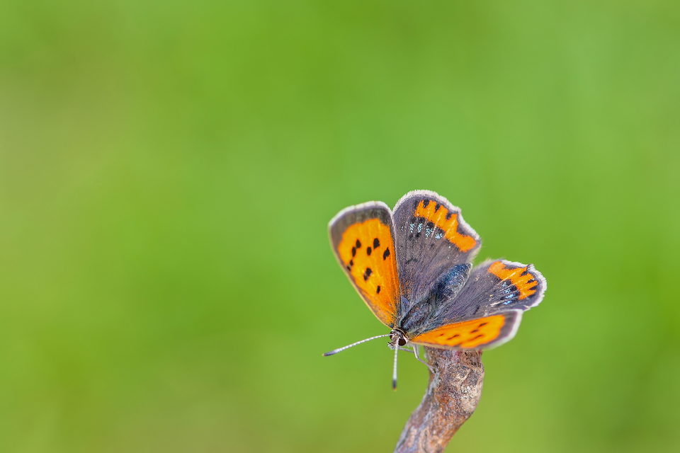 Lycaena phlaeas - közönséges tűzlepke