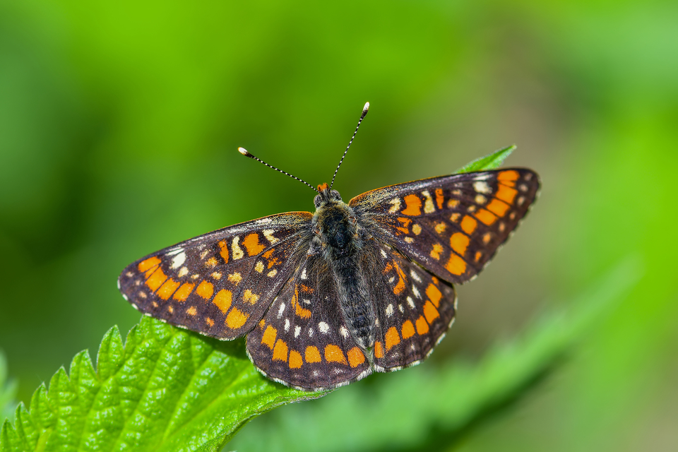 Euphydryas maturna - díszes tarkalepke