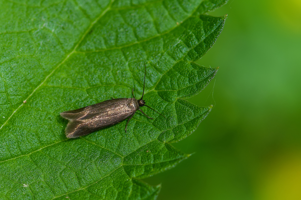 Scythrididae - zöldmolyfélék