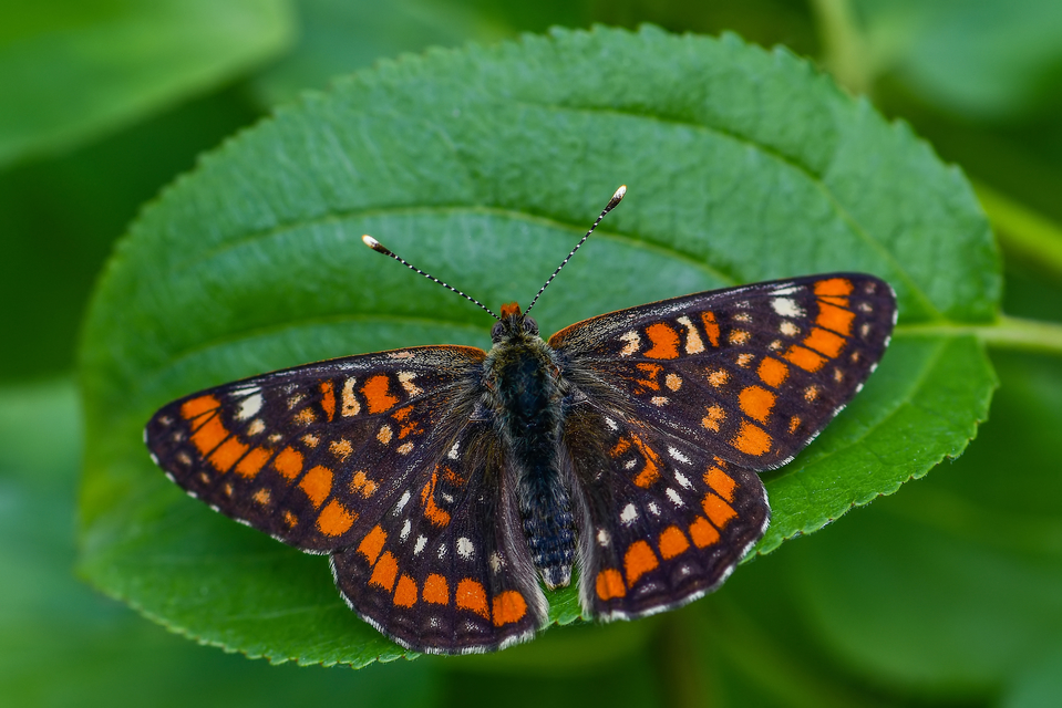 Euphydryas maturna - díszes tarkalepke