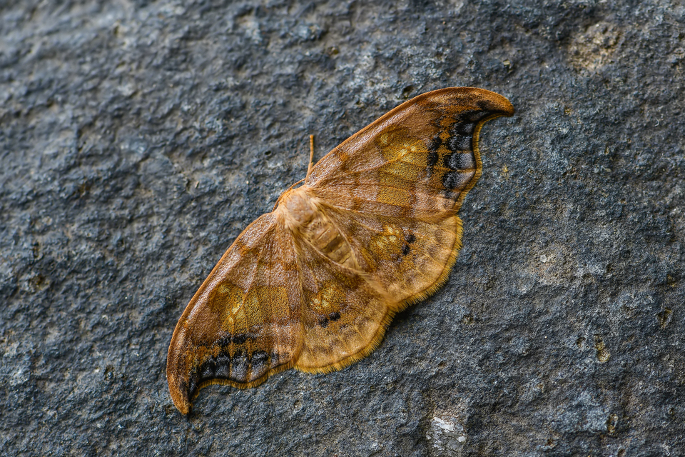 Sabra harpagula - hársfa-sarlósszövő