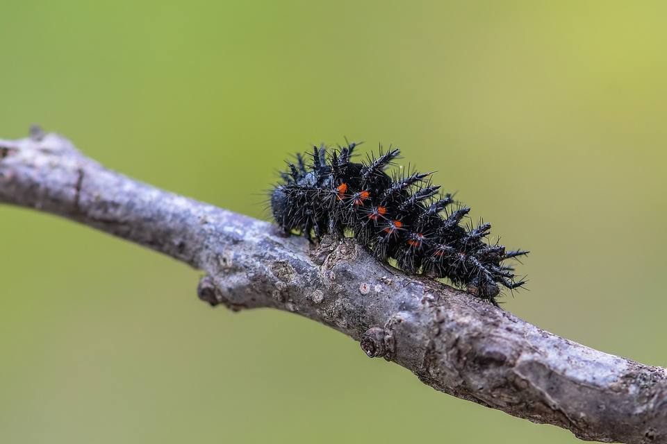 Argynnis aglaja - kerekfoltú gyöngyházlepke