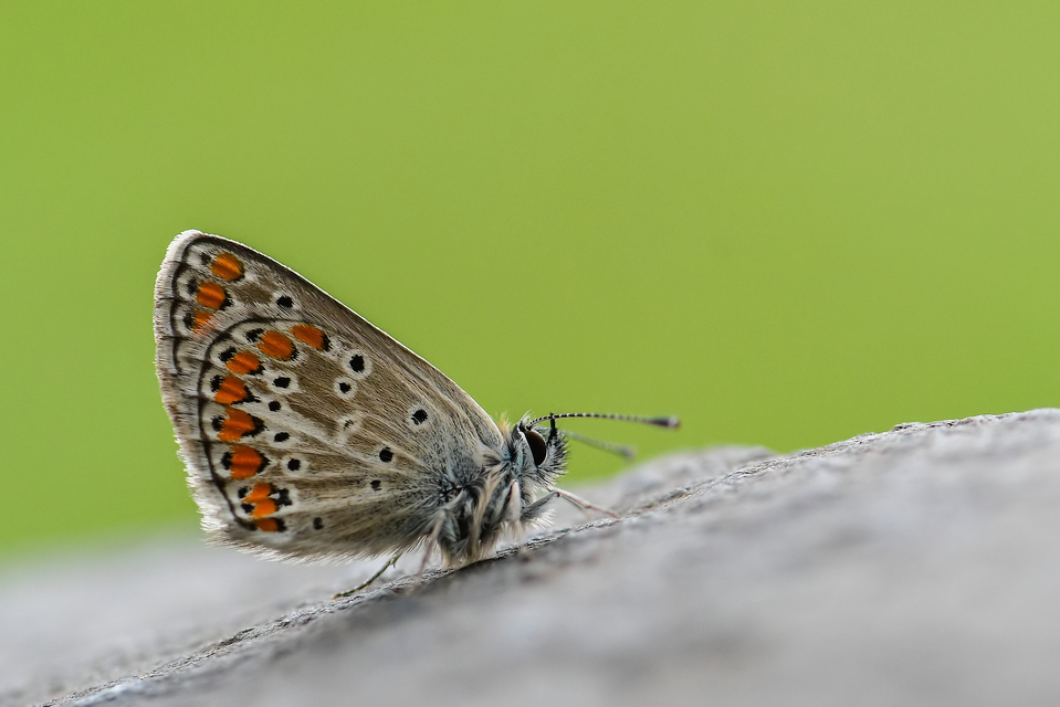 Aricia agestis - szerecsenboglárka