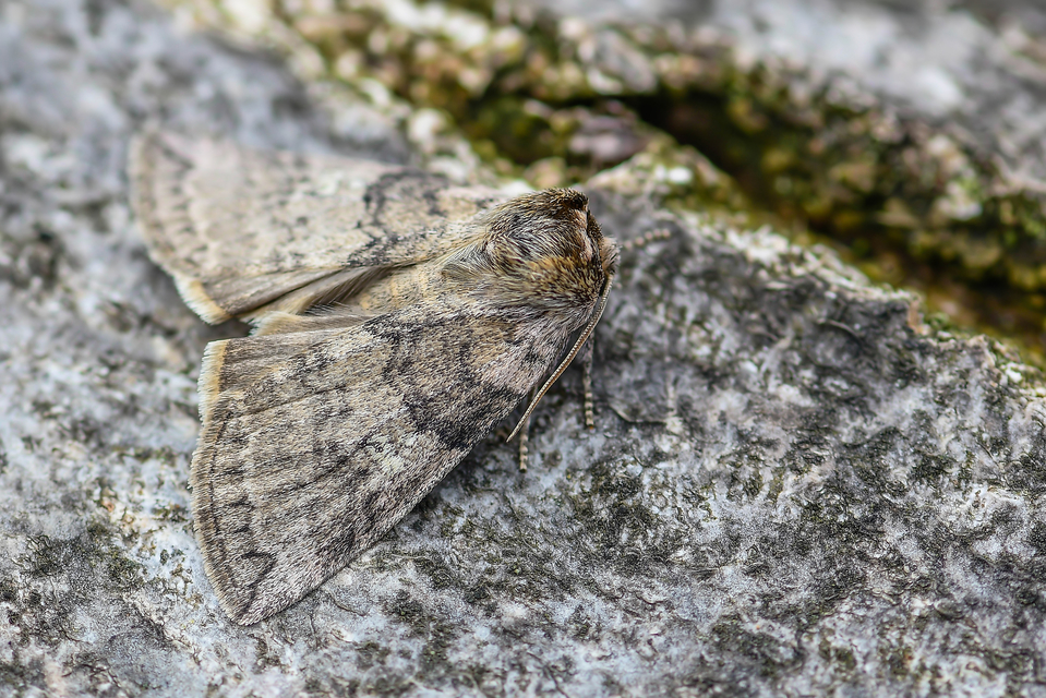 Tethea or - bélyeges pihésszövő