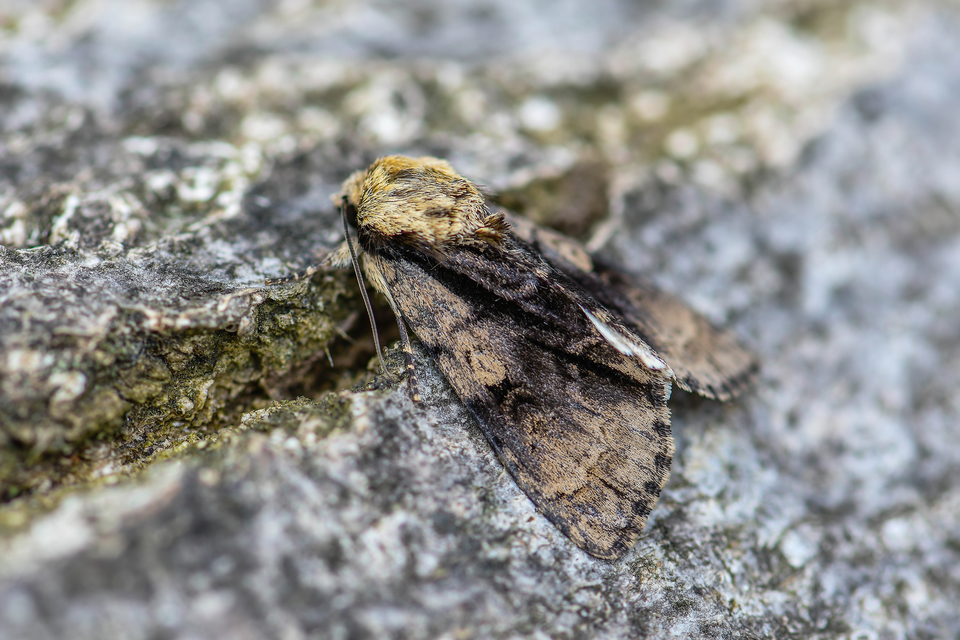 Acronicta alni - éger-szigonyosbagoly