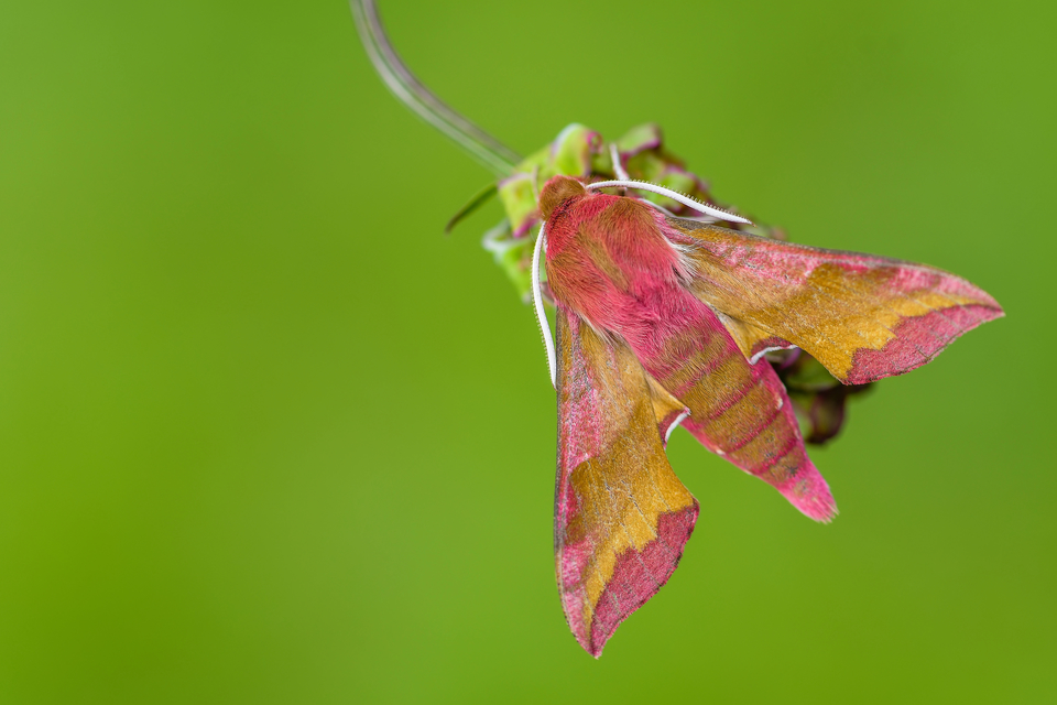 Deilephila porcellus - piros szender