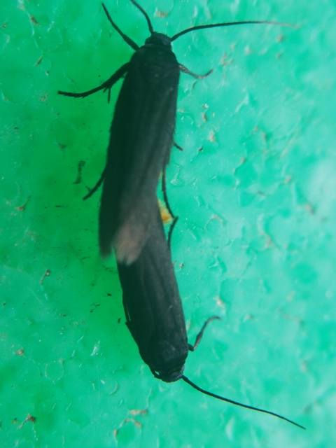 Scythrididae - zöldmolyfélék