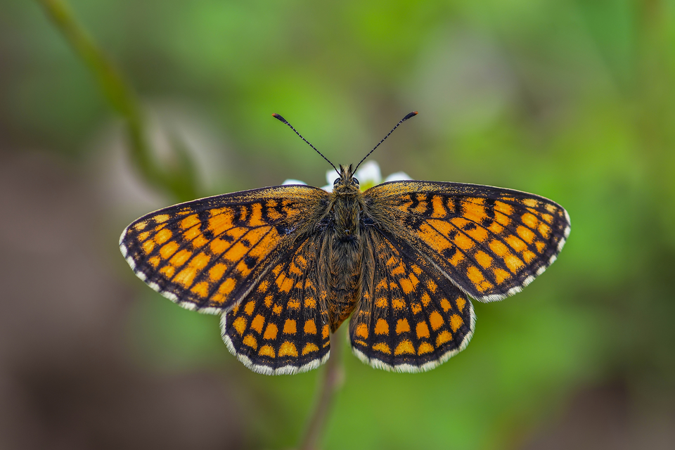 Melitaea athalia - közönséges tarkalepke