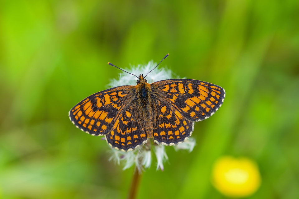 Melitaea athalia - közönséges tarkalepke