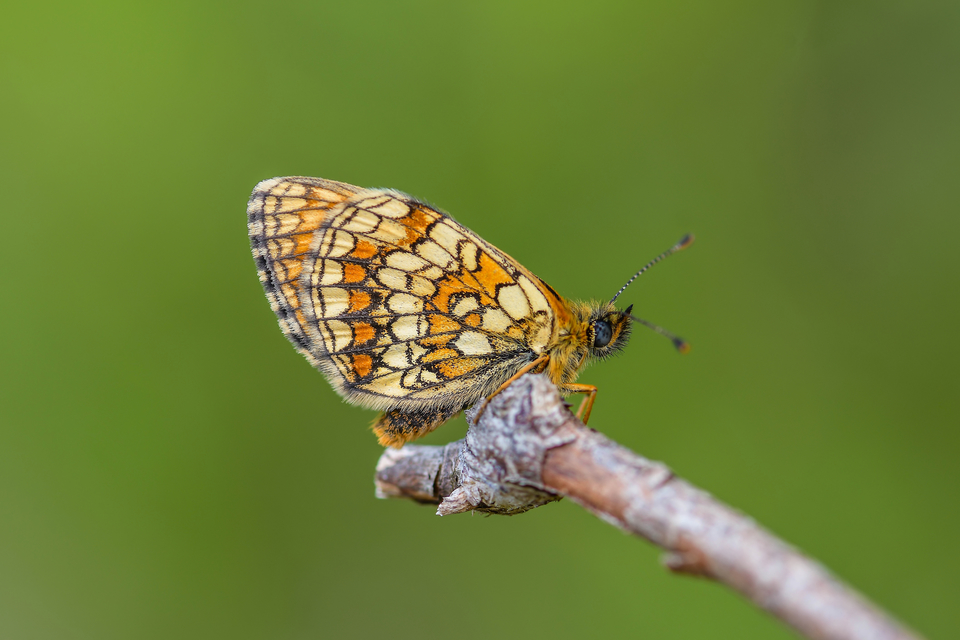 Melitaea athalia - közönséges tarkalepke
