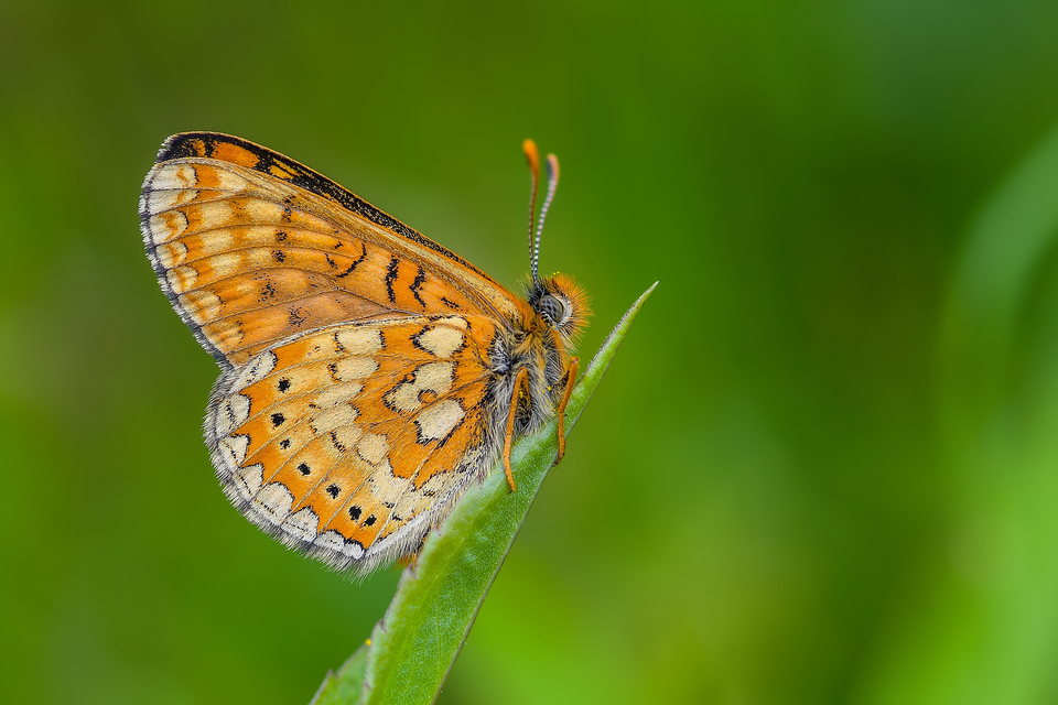 Euphydryas aurinia - lápi tarkalepke