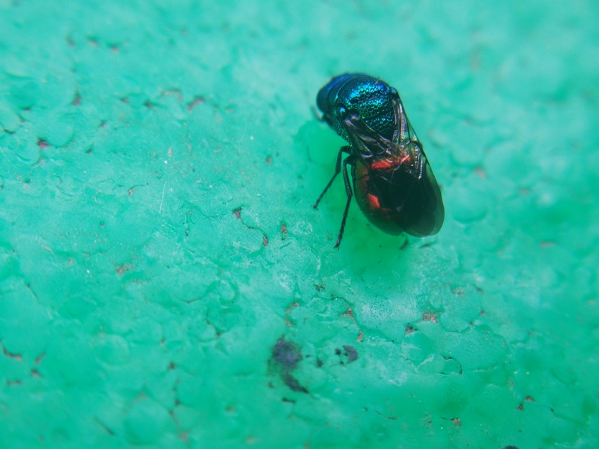 Chrysididae - fémdarazsak