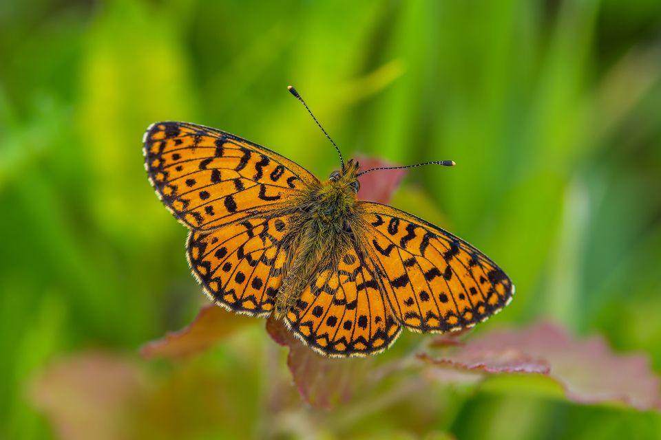 Boloria selene - fakó gyöngyházlepke
