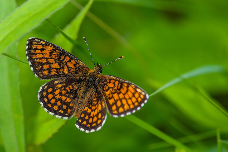 Melitaea athalia - közönséges tarkalepke