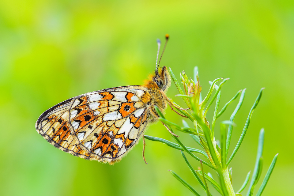 Boloria selene - fakó gyöngyházlepke
