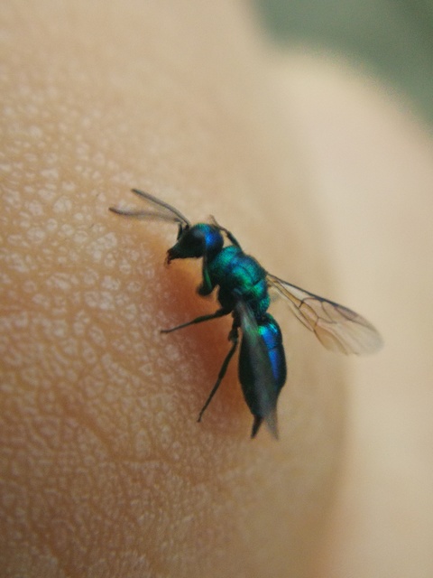 Chrysididae - fémdarazsak