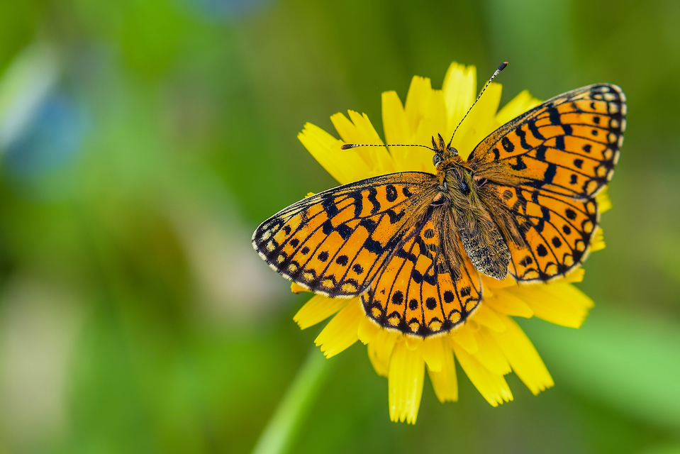 Boloria selene - fakó gyöngyházlepke