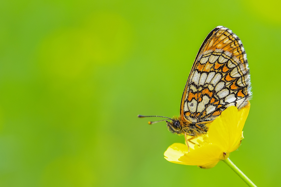 Melitaea athalia - közönséges tarkalepke