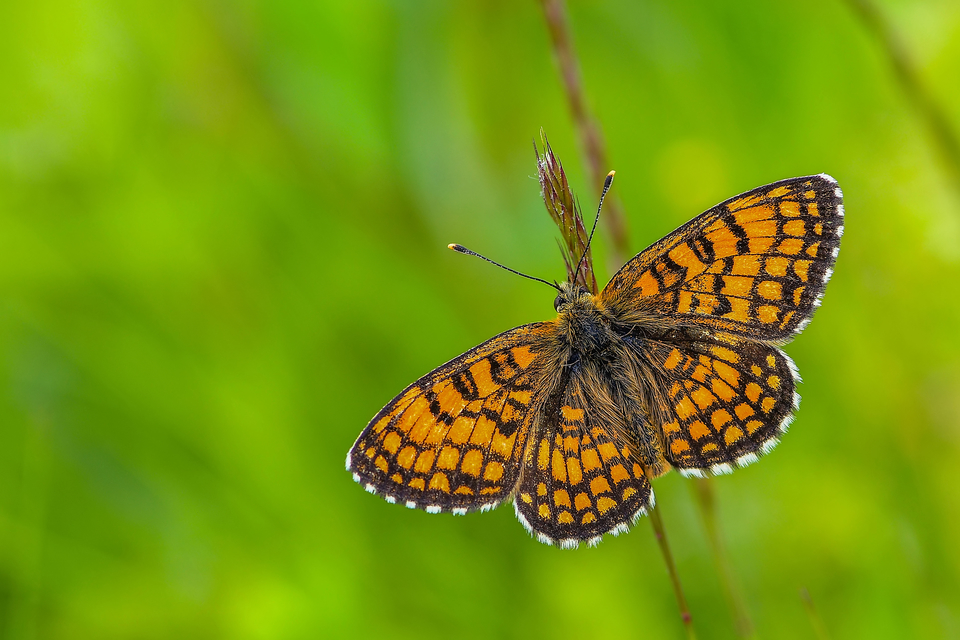 Melitaea athalia - közönséges tarkalepke