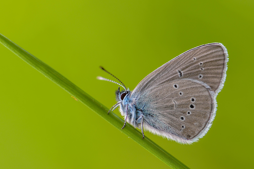 Cyaniris semiargus - aprószemes boglárka