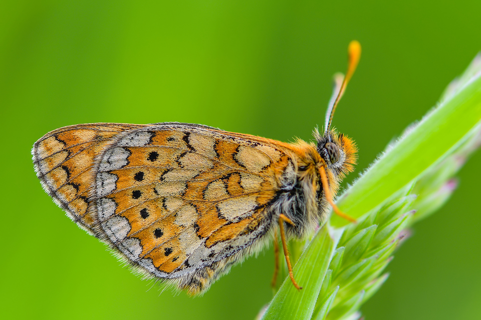 Euphydryas aurinia - lápi tarkalepke