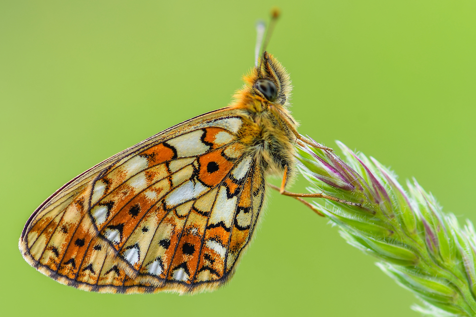 Boloria selene - fakó gyöngyházlepke