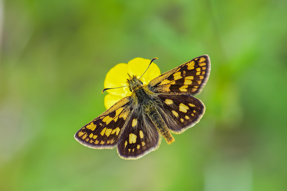 Carterocephalus palaemon - kockás busalepke