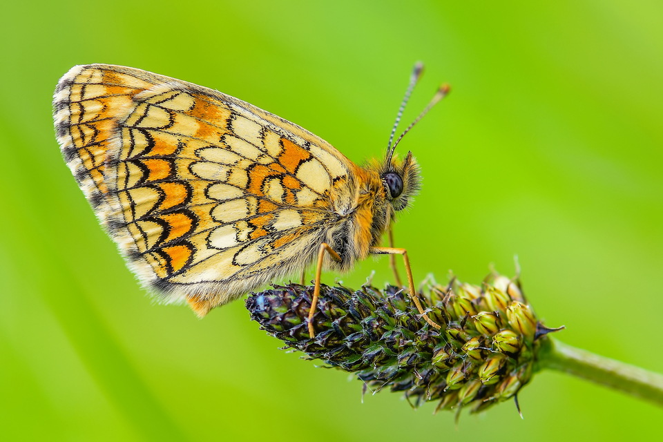 Melitaea athalia - közönséges tarkalepke